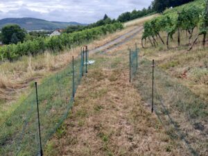 Mobiler Weidezaun in den Weinbergen