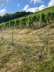 Weidezaun aufgebaut Weinberge