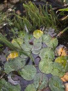Teichnetz über Teich gespannt